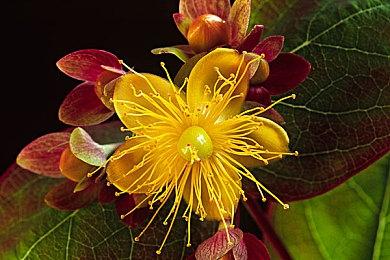 《刺客信条：影》早期设计类似于《对马岛之魂》